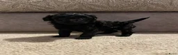 Doxiepoo dogs for sale: Last Beautiful Doxiepoo Puppy - Advert 21