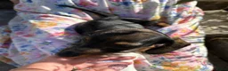 Miniature Dachshund dogs for sale: Boy and girl miniature wire haired dachshund  - Advert 9