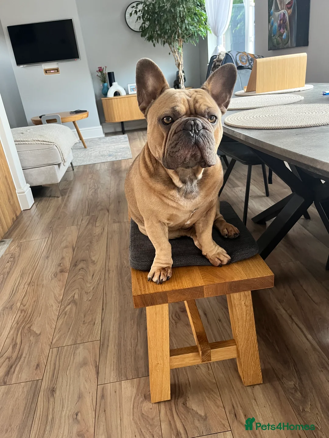 French Bulldog dogs for stud: French bulldog - Advert 3