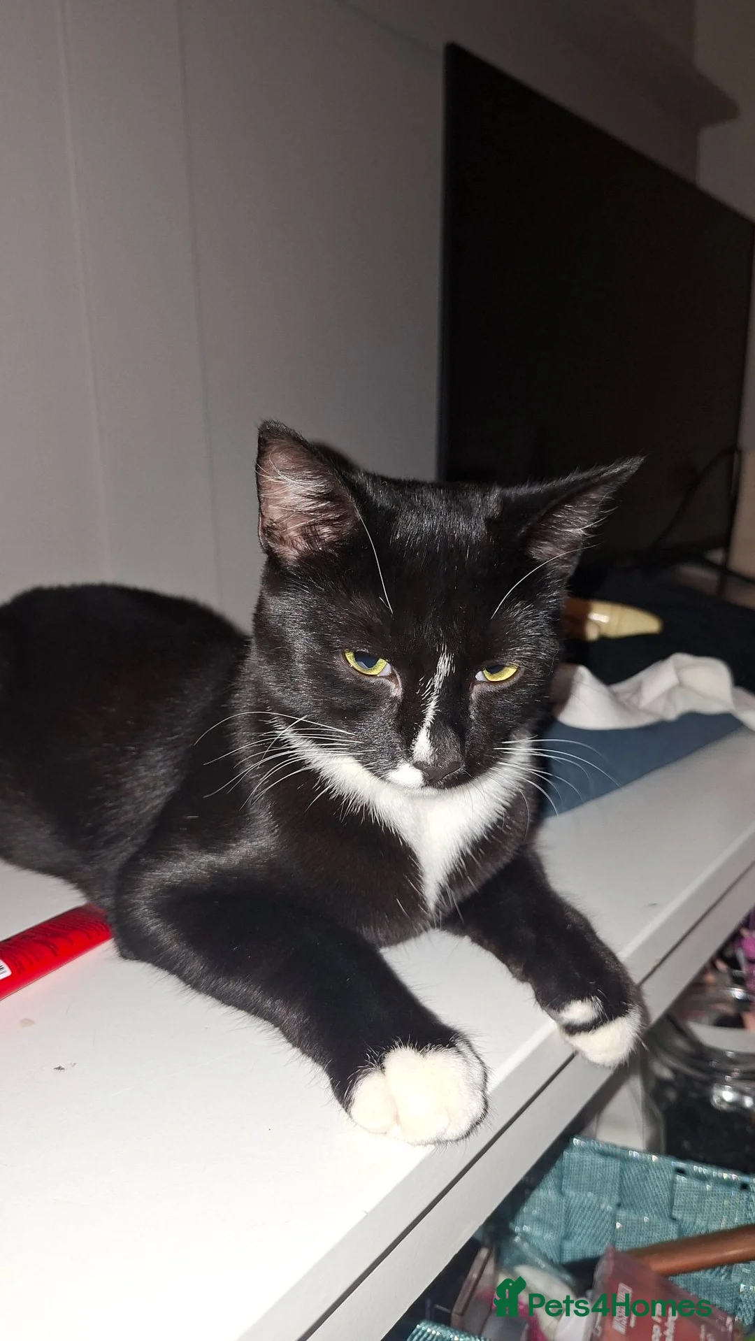 Mixed Breed cats for sale: Bonded brother and sister- with supplies - Advert 2