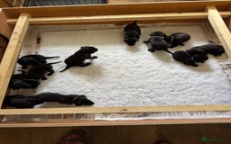 Labrador Retriever dogs for sale: Gorgeous Pure Black Labrador Puppies. KC Reg. - Image 2