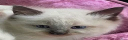Siberian cats for sale: GORGEOUS REGISTERED SIBERIAN BOYS - Advert 2