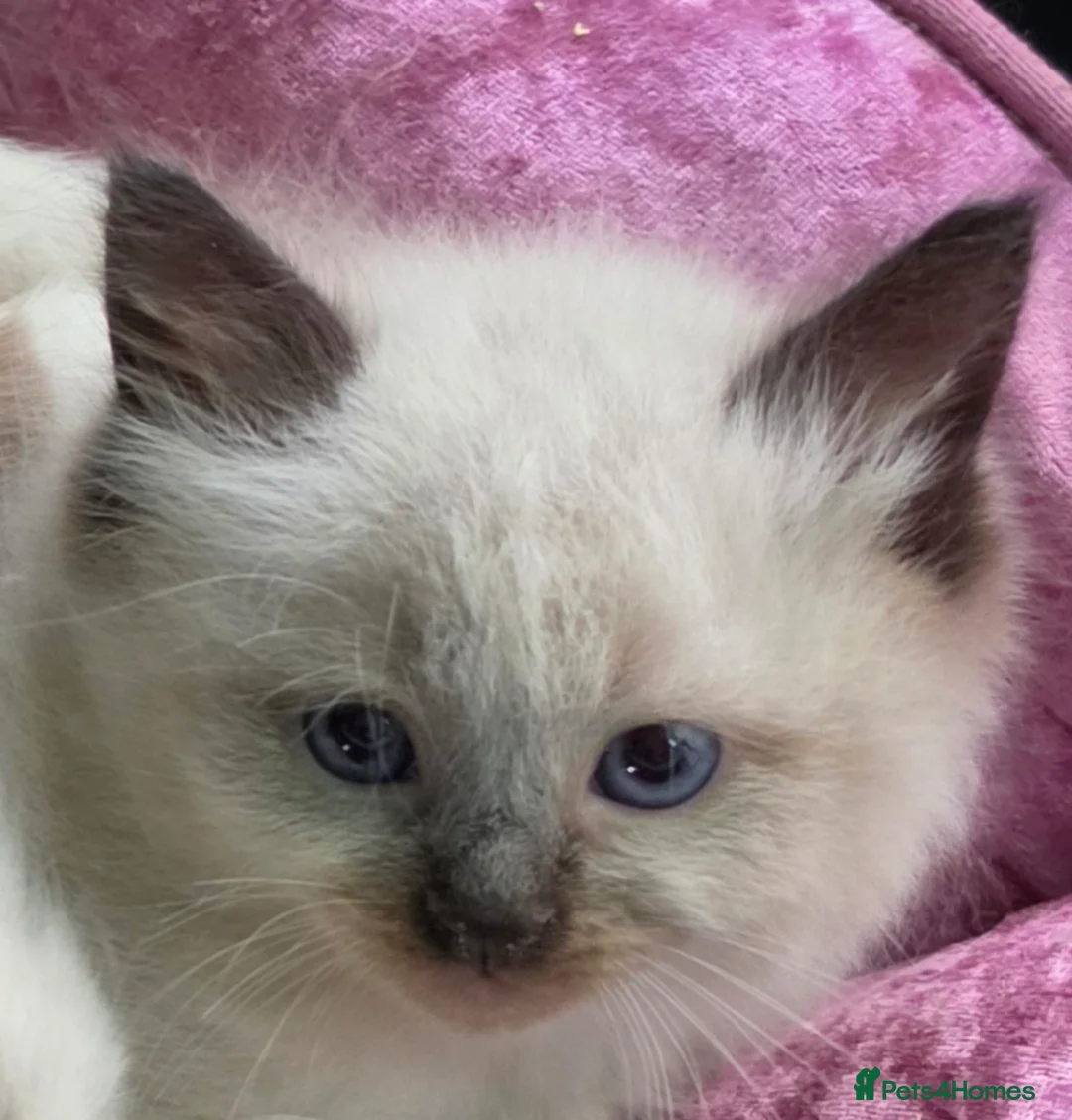 Siberian cats for sale: GORGEOUS REGISTERED SIBERIAN BOYS - Advert 2