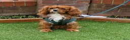 Cavalier King Charles Spaniel dogs for stud: Outstanding health tested cavalier stud in Liverpool - Advert 4