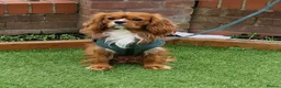 Cavalier King Charles Spaniel dogs for stud: Outstanding health tested cavalier stud in Liverpool - Advert 4