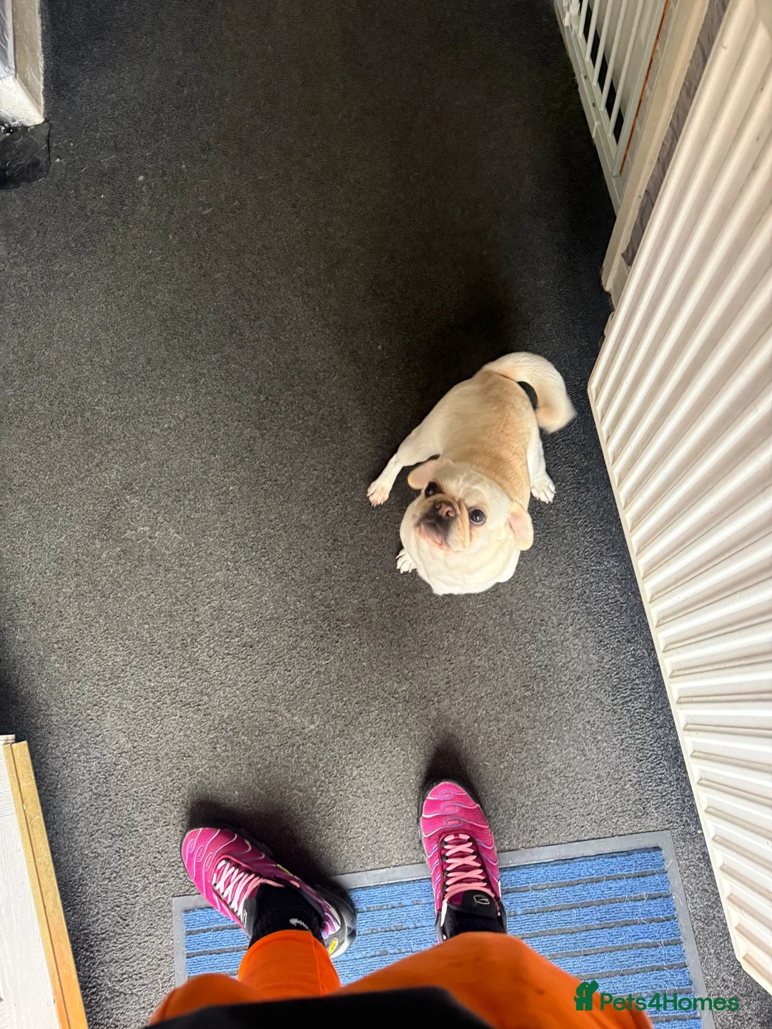 Pug dogs for sale: Female pug 3year old Linda  in Sheffield - Advert 2