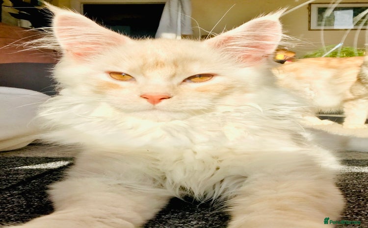 Maine Coon cats - Advert 7