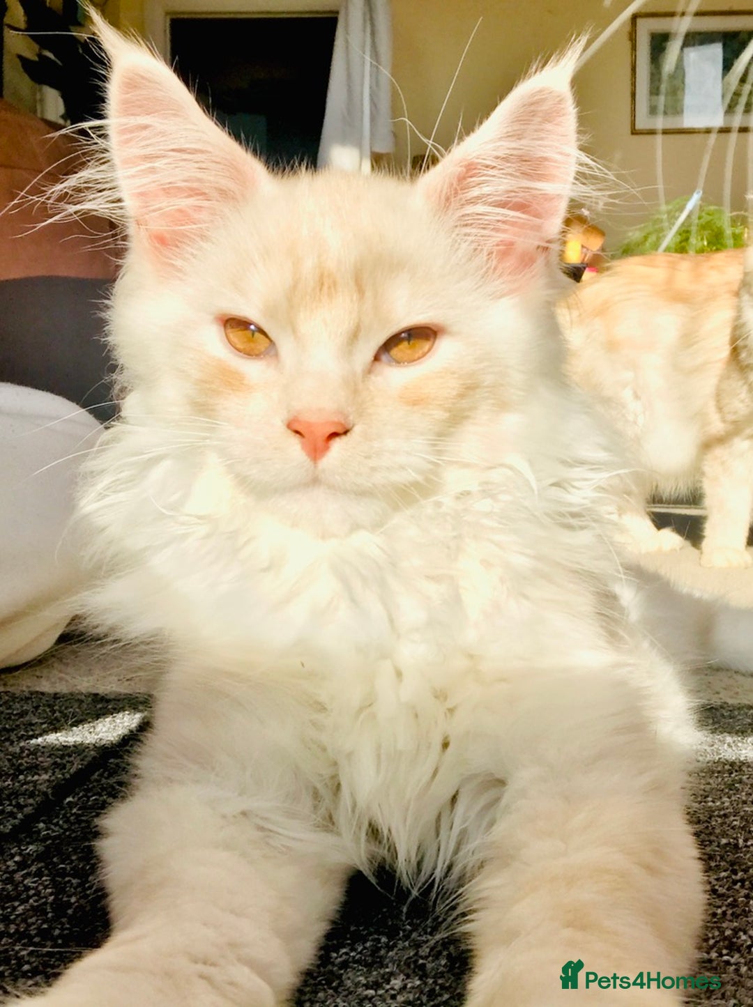 Maine Coon cats for sale: GCCF 5th Generation Pedigree Purebred Maine Coons - Image 1