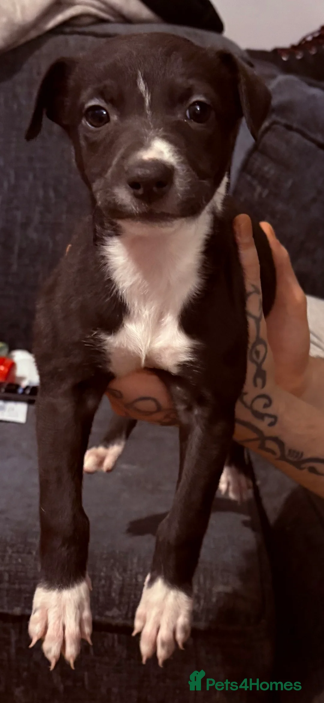 Lurcher dogs for sale: Bull greyhound  in Rowlands Gill - Advert 1