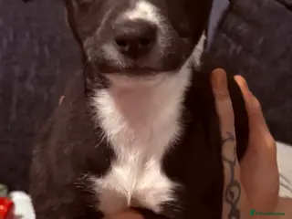 Lurcher dogs Bull greyhound - Advert 9