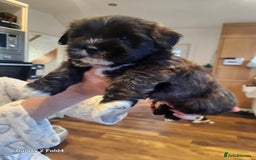 Lhasa Apso dogs for sale: Lhasa apso for sale - Image 3