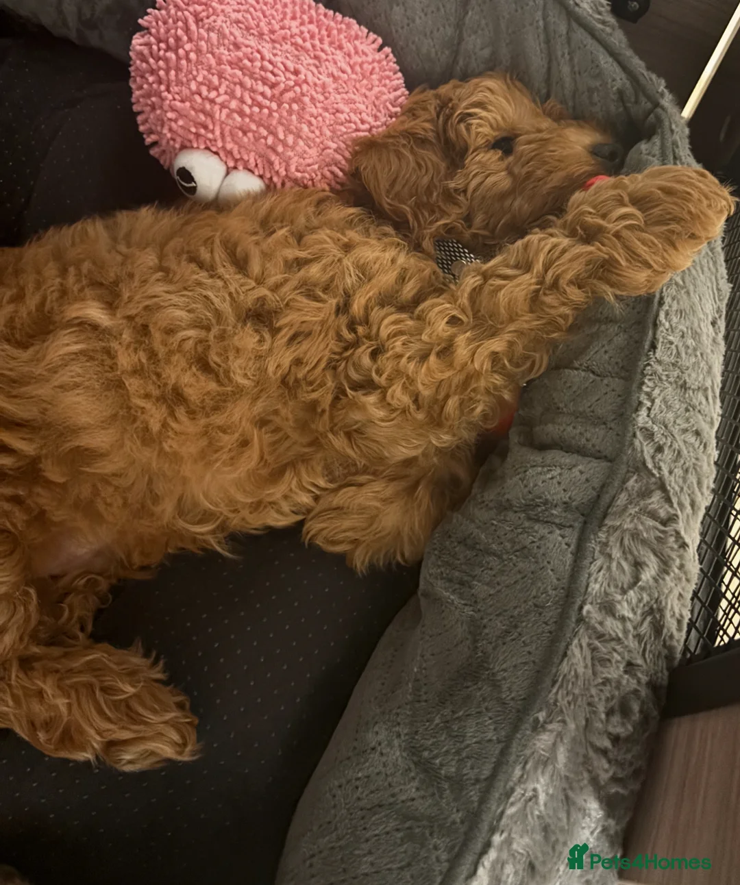 Cockapoo dogs for sale: Multigen Cockapoo – 9 Months – Loving Home Needed in Truro - Advert 2