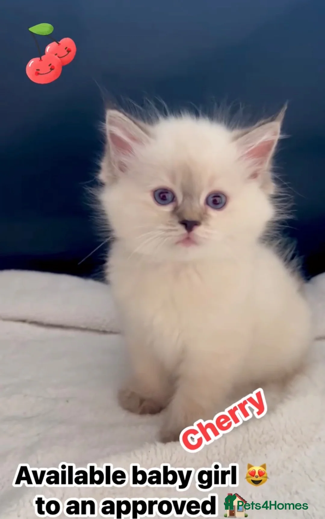 Ragdoll cats for sale: Stunning GCCF reg kittens, reputable breeder - Advert 14