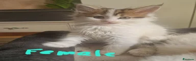 Maine Coon 5