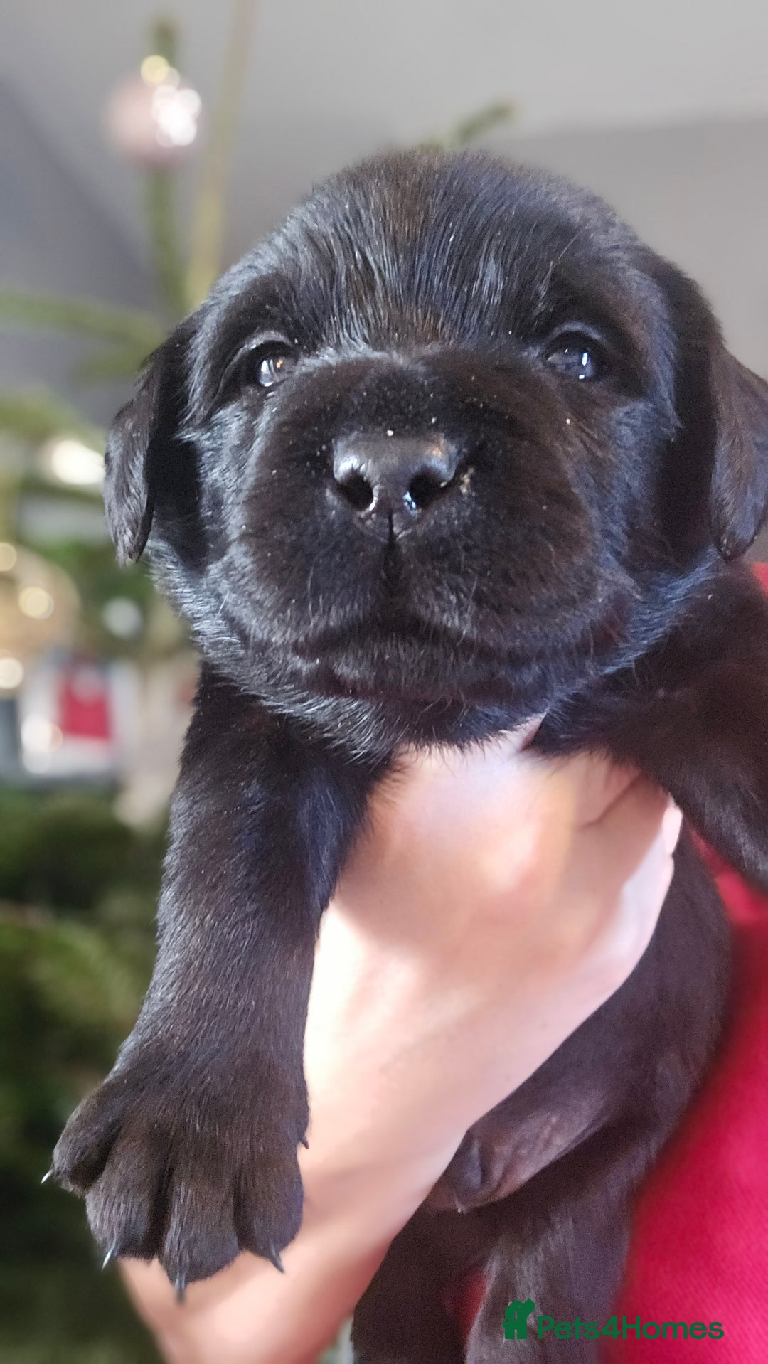 Labrador Retriever dogs for sale: Beautiful KC Show Line Labrador Puppys  - Advert 21