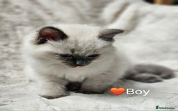Ragdoll cats for sale: PURE RAGDOLL KITTENS 💜💙💚🤎 - Image 9