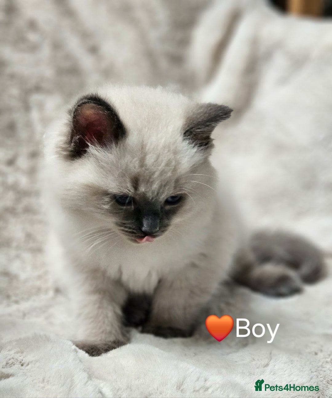 Ragdoll cats for sale: PURE RAGDOLL KITTENS 💜💙💚🤎 - Image 9