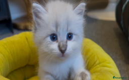 Siberian cats for sale: Gorgeous Siberian Kittens  - Image 5