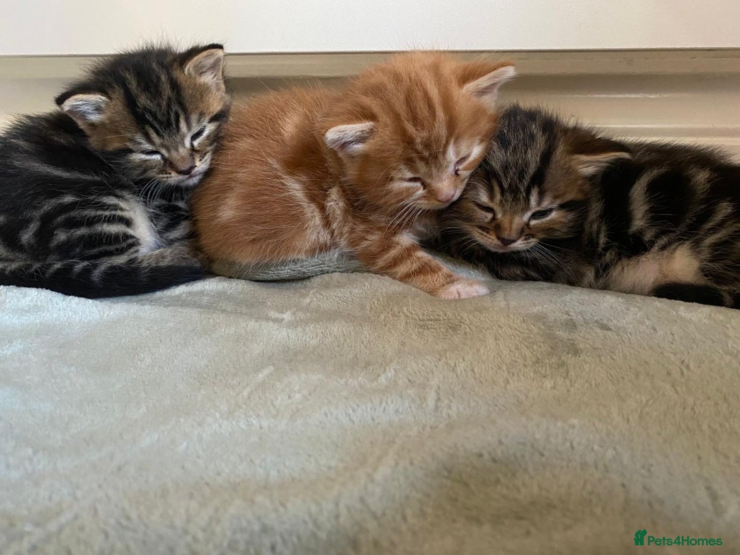 Mixed Breed cats for sale: Cutest kittens 👀🏡❤️ - Advert 4
