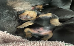 Mixed Breed dogs for sale: Dachshund x patterdale puppues - Image 3
