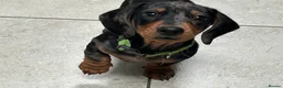 Miniature Dachshund dogs for stud: Fully health tested KC Miniature smooth dachshund  - Advert 20