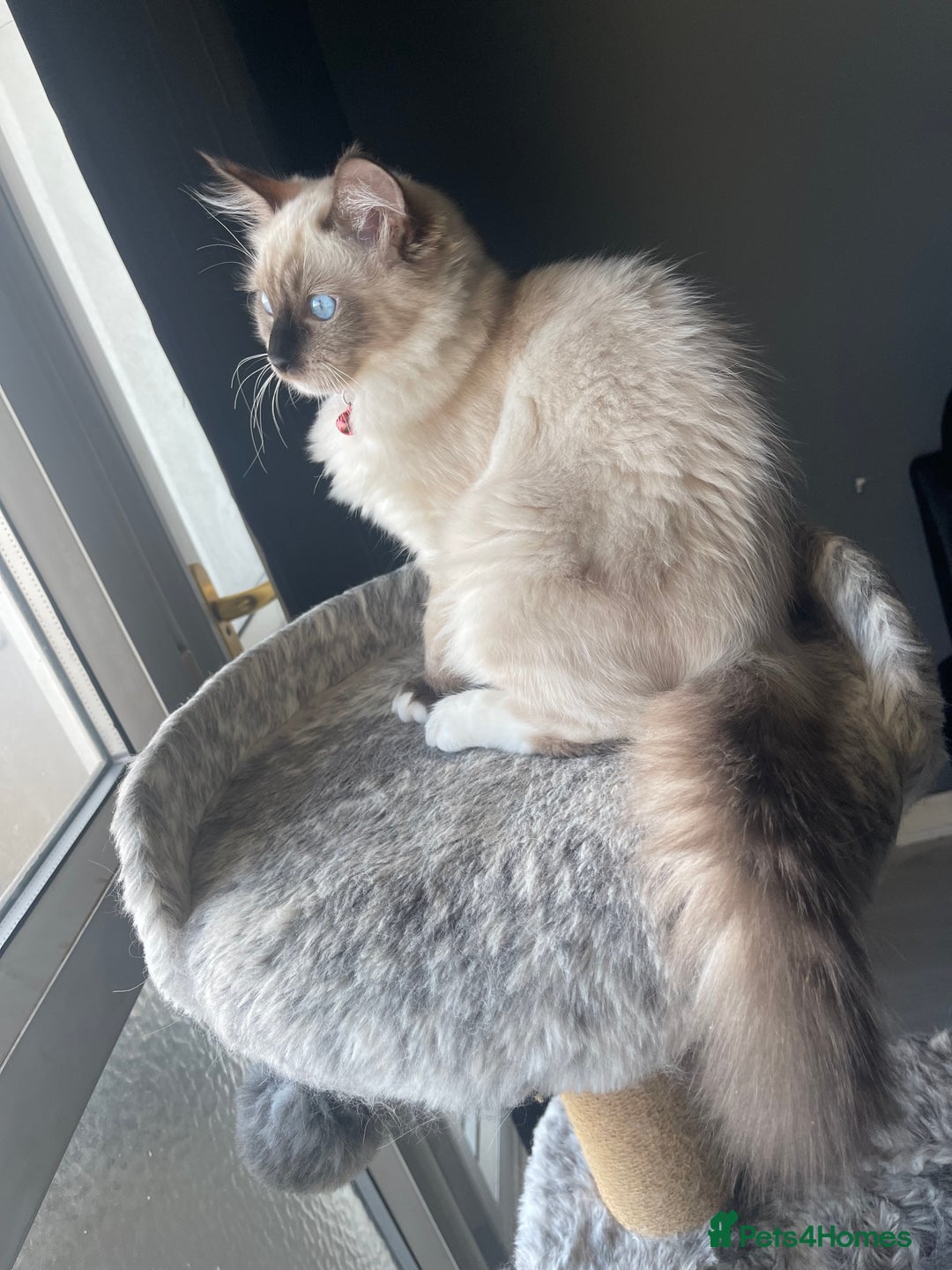 Ragdoll cats for sale: 3 beautiful ragdoll kittens  - Advert 4