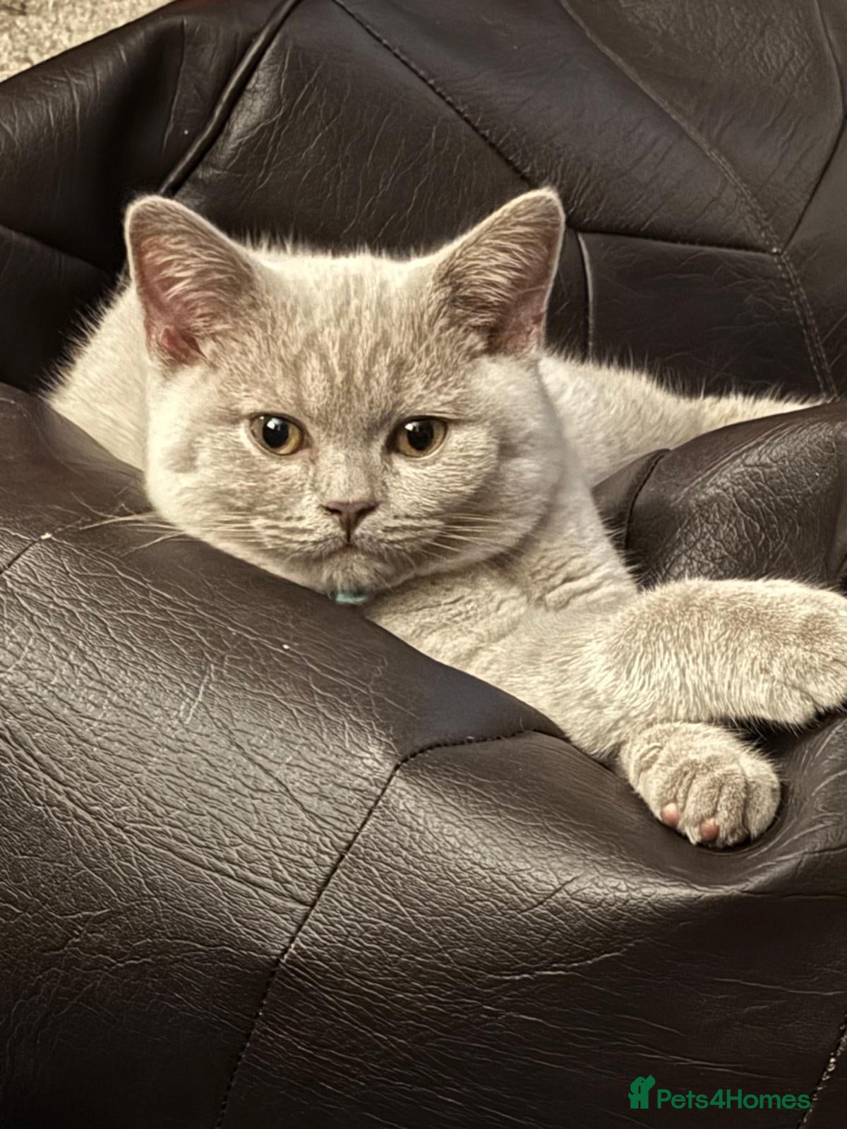Scottish Fold cats for sale: GORGIOUS LILAC BRITISH SHORTHAIR MALE KITTEN - Advert 2