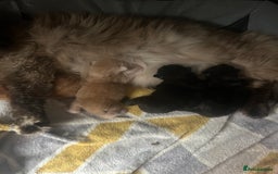 Ragcoon cats for sale: ⭐️RAGCOON FEMALE ⭐️ READY NOW - Image 9