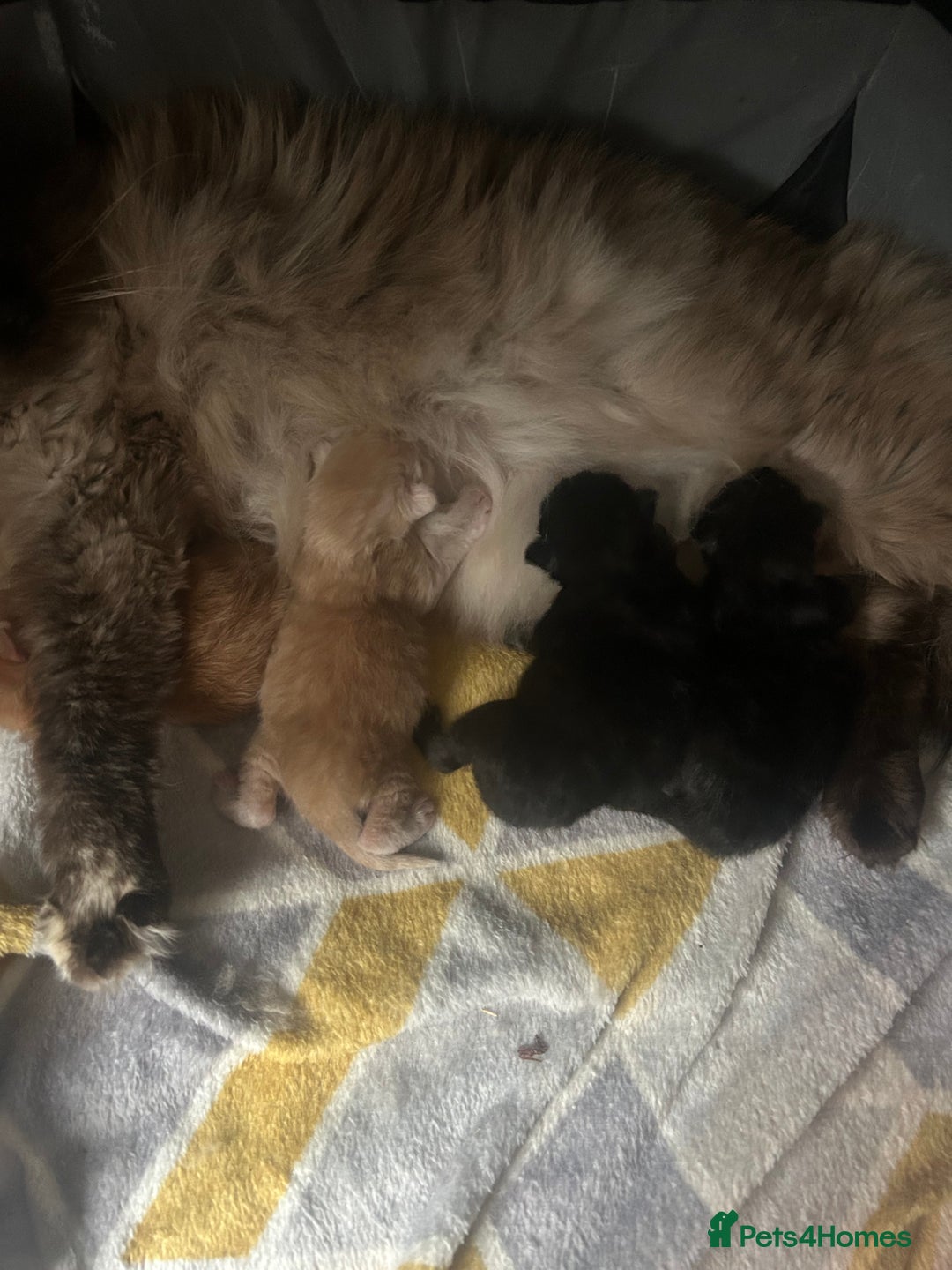 Ragcoon cats for sale: ⭐️RAGCOON FEMALE ⭐️ READY NOW - Image 9