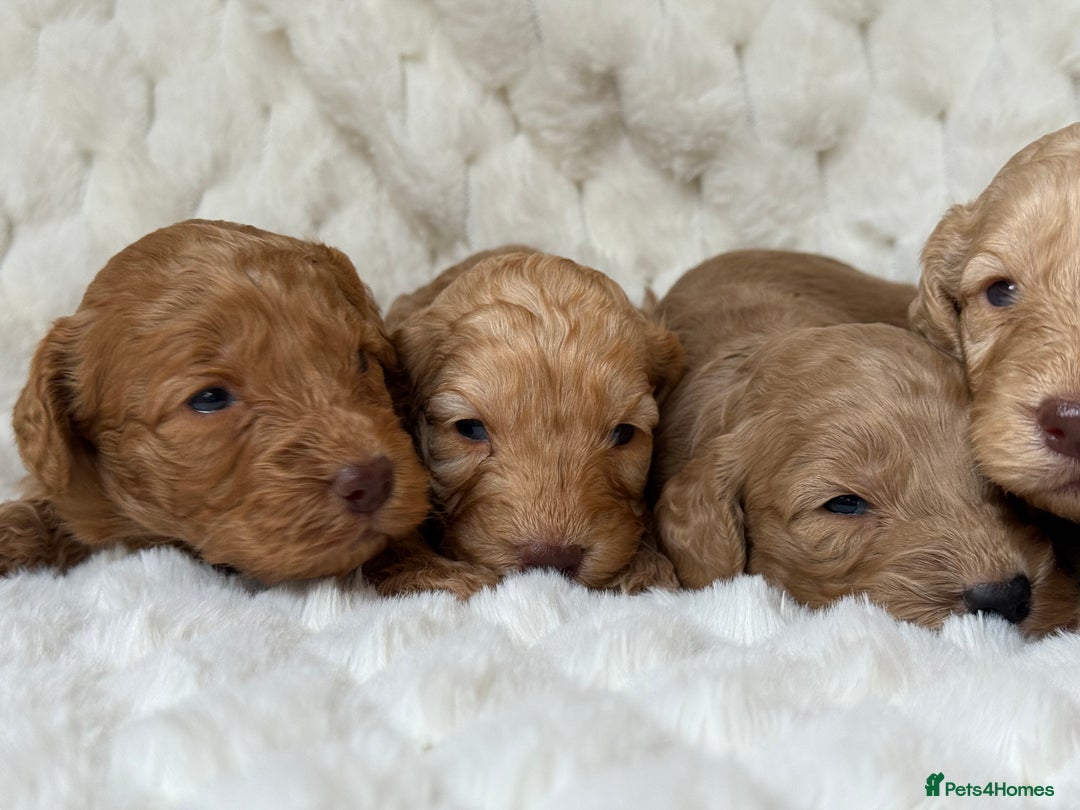 Cockapoo dogs for sale: ⭐️cockerpoo puppies⭐️ - Image 5