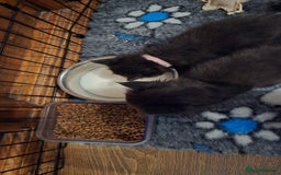 Maine Coon cats for sale: Stunning Maine Coon X  - Image 24