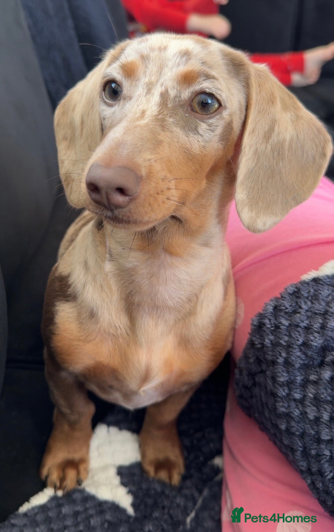 Miniature Dachshund dogs for sale: Miniature dachshund  in Hitchin - Advert 3