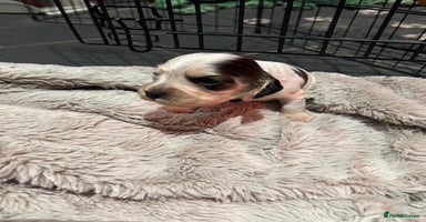 Cocker Spaniel dogs Exceptional litter of Show Type Cocker Spaniels - Advert 7