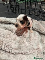 Cocker Spaniel dogs Exceptional litter of Show Type Cocker Spaniels - Advert 10