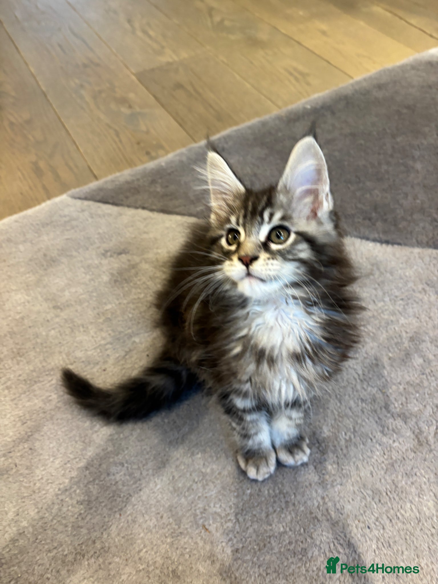 Maine Coon cats XL Beautiful Pure Pedigree Maine Coon Kitteb - Advert 1