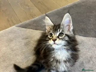 Maine Coon cats XL Beautiful Pure Pedigree Maine Coon Kitteb - Advert 1