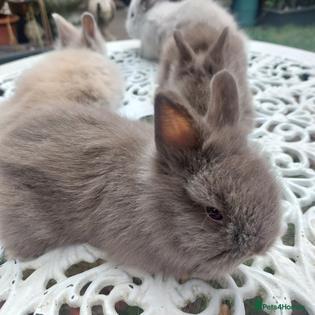 Angora rabbits for sale: PUREBRED TEDDYDWERG BABIES  - Advert 10