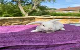 Mini Lop rabbits for sale: Fluffy clouds (Plush lops) looking for new homes! - Image 3