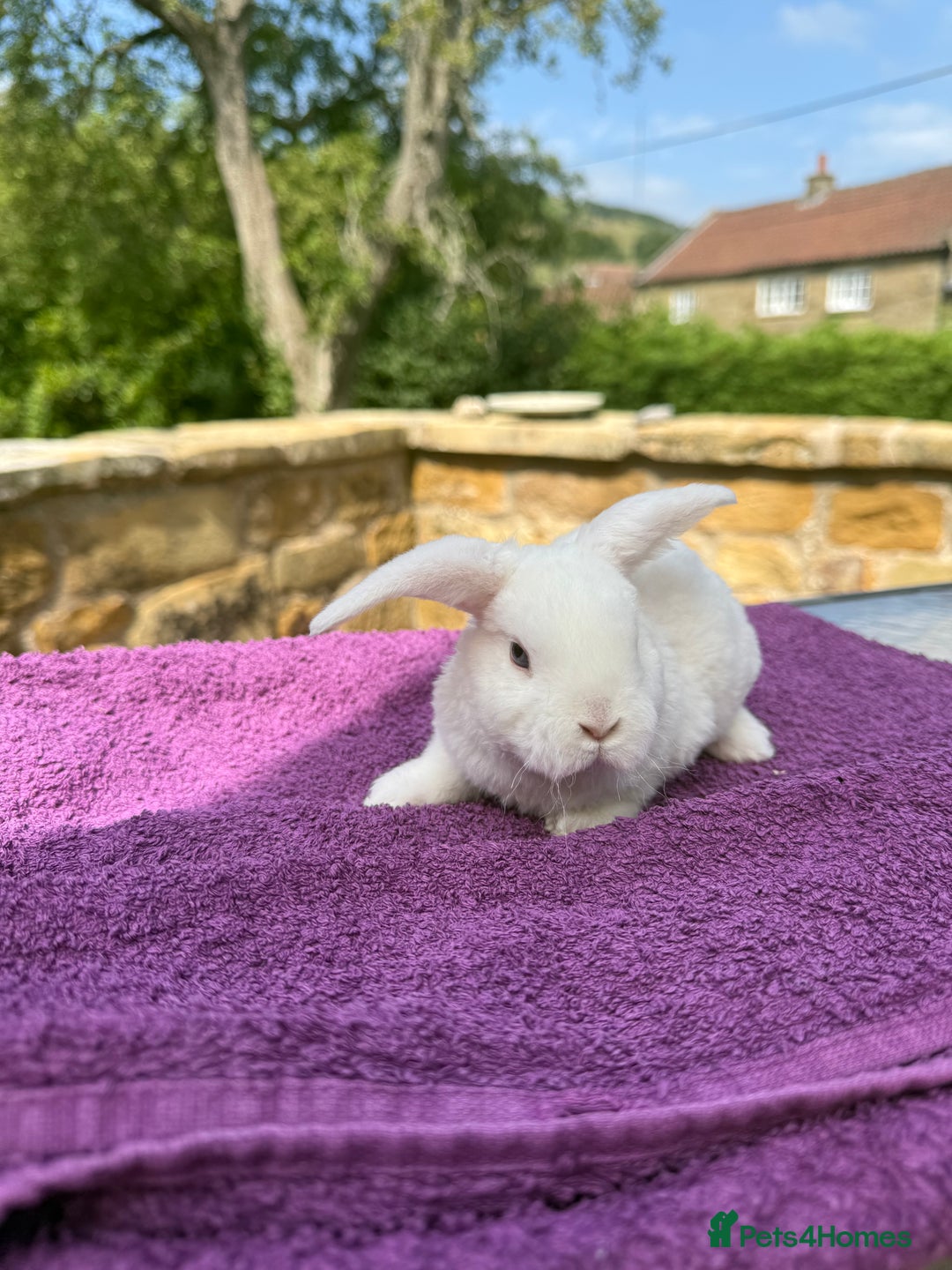 Mini Lop rabbits for sale: Fluffy clouds (Plush lops) looking for new homes! - Image 3