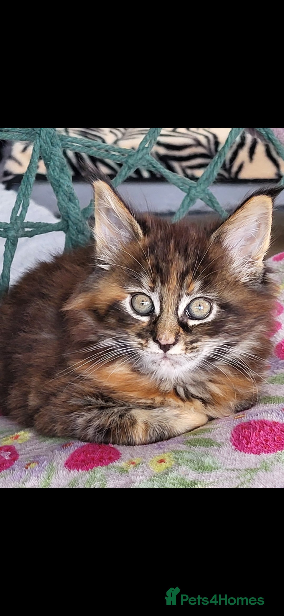 Maine Coon cats Pedigree Maine Coon kittens - Advert 2