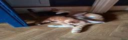Mixed Breed cats for sale: 4 beautiful kittens in Leighton Buzzard - Advert 1