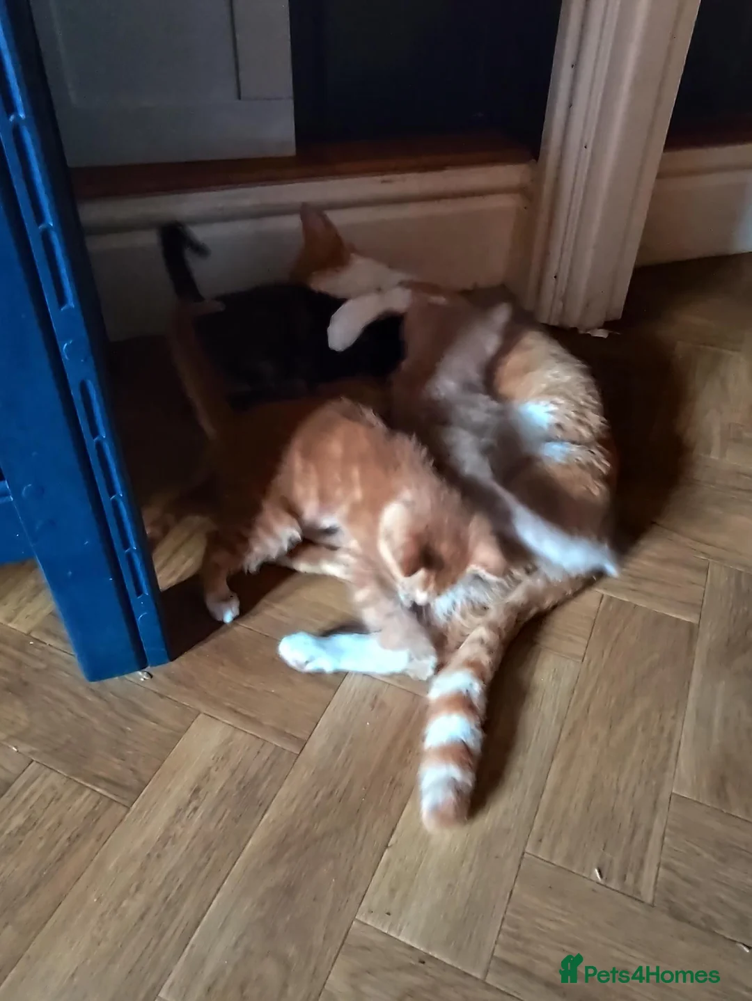Mixed Breed cats for sale: 4 beautiful kittens in Leighton Buzzard - Advert 1