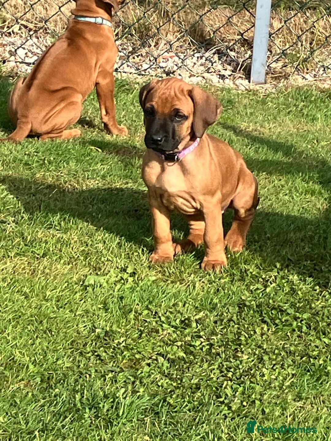 Rhodesian Ridgeback dogs for sale: Rhodesian Rigeback puppies for sale in Deeside - Image 19