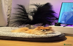 Pomeranian dogs for sale: Happy Pom Pom - Image 5