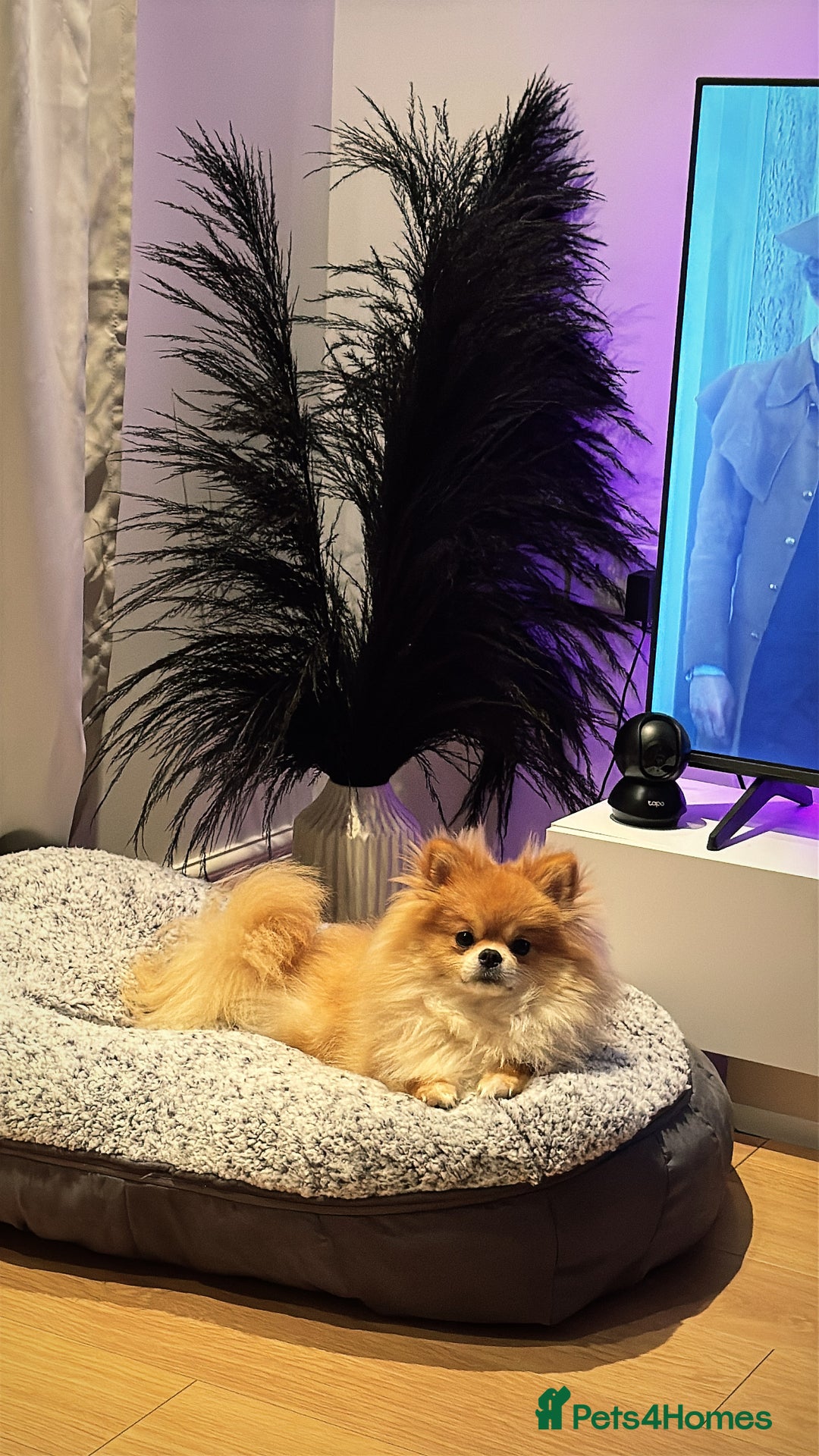 Pomeranian dogs for sale: Happy Pom Pom - Image 5