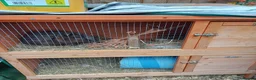 Dwarf Lop rabbits for sale: Absolutely gorgeous chocolate dwarf lop for sale🤎 - Advert 6
