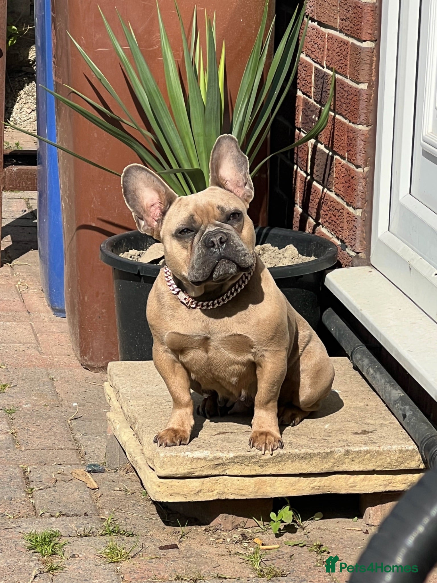 French Bulldog dogs French bulldog  - Advert 10