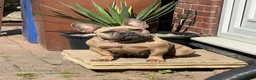 French Bulldog dogs for sale: French bulldog  - Advert 1