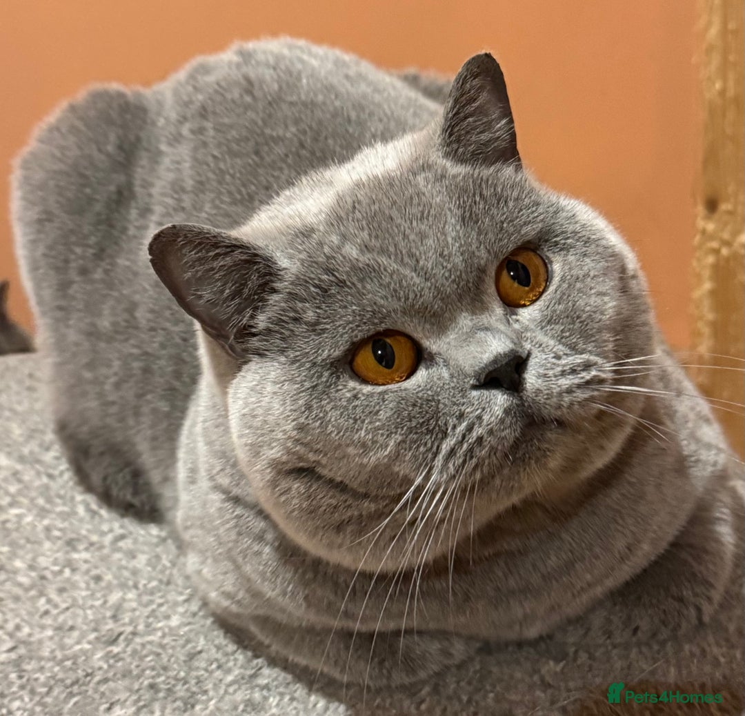 British Shorthair cats for stud: Stunning Import BSH Boy,GCCF&TICA active-for stud! in Mansfield - Advert 1