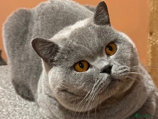 British Shorthair cats Stunning Import BSH Boy,GCCF&TICA active-for stud! in Mansfield - Advert 10